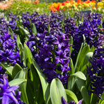 Hyacinth Peter Stuyvesant Blue Bulbs image1