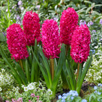 Hyacinth Scarlet Pearl Red Bulbs image1
