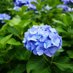 Large Blue Hydrangea Plant image3