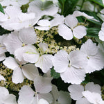 Close-up of Hydrangea 'Cloud Nine' flowers featuring delicate white petals with scalloped edges, surrounding creamy central florets against a background of lush green foliage.