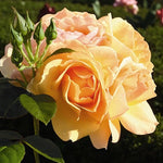 Hansestadt Rostock Rose