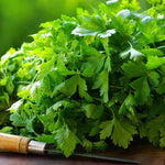 Harvesting parsley (1)