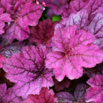 Heuchera Wild Rose Plant