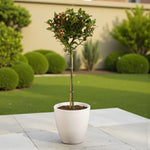 A potted Ilex Blue Maid standard holly tree with glossy dark green leaves and clusters of red berries, displayed in a white pot on a patio within a modern garden.