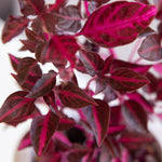 close up of iresine bloodleaf purple beefsteak plant