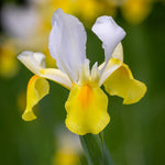 Iris Symphony White Yellow Bulbs image1