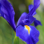 close up single iris blue and yellow telstar flower head