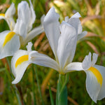 Iris White Excelsior Bulbs image1