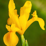 close up of golden yellow dutch iris