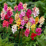 IXIABLBMIX-ixia mixed summer flowering bulb - image1