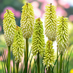 Kniphofia Ice Queen Bare Root