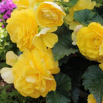 Cluster of yellow begonia flowers with lush green foliage, blooming together.