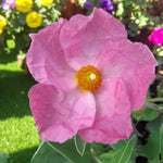 Close up of pale pink cistus flower with yellow centre, in garden setting