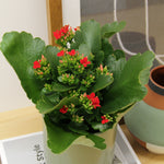 Kalanchoe Flaming Katy in 10.5cm Pot
