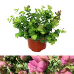 KNTBEUTYOREGN-1-kent beauty ornamental oregano outdoor plant