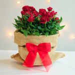Indoor red rose plant wrapped in natural hessian fabric with a bright red ribbon bow, set against a softly lit festive background.