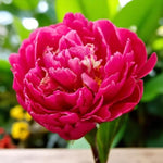 A dark pink peony, showcasing its delicate petals and vibrant colour.