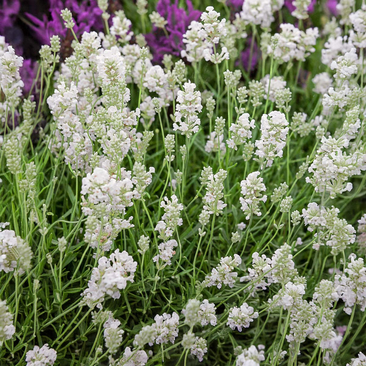 white lavender plants uk White Lavender 6 Plants