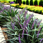 Liriope Moneymaker Bare Root