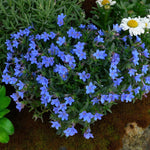 Lithodora Diffusa