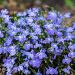 Cluster of delicate, soft blue lobelia flowers blooming low to the ground with a green leafy base.