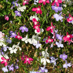 Mixed trailing lobelia in red, white, purple, and blue, providing a vibrant and diverse display.