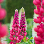 Vibrant red flower spikes of Lupin 'The Pages' rising above fresh green leaves in a cultivated field, planted in neat rows for uniform growth.