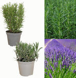 Lavender and Rosemary Mixed Plants in Pots