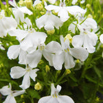 Lobelia Trailing White Bedding Plants