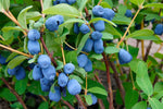 Lonicera caerulea 'Blue Moon' (Honeyberry) image1