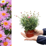 A hand presenting a small potted marguerite daisy plant with unopened buds and a few pink flowers, branded with “Argyranthemum”.