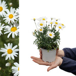 A small marguerite daisy plant in a white pot, displaying multiple white flowers and buds, held in cupped hands for scale.