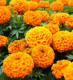 Cluster of vivid orange African marigold flowers in full bloom, with lush green foliage and a few flower buds emerging.