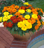 A decorative pot overflowing with a cheerful mix of yellow, orange, and red French marigolds, placed on a tiled patio ledge beside a garden fountain.