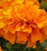 Close-up of a ruffled French orange marigold flower with densely layered petals in deep orange and golden hues.