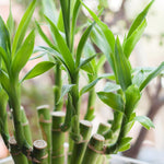 A close-up view of multiple lucky bamboo stalks featuring their segmented green stems, lance-shaped leaves, and visible cut marks on the stems.