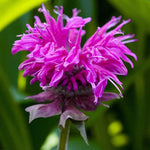 Monarda Purple Lace