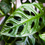 close up of single green mosntera obliqua monkey mask leaf