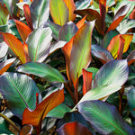 Musa ensete Maurelii Banana Plant in 14cm Pot image1