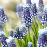 Muscari Night Eyes Bulbs image1