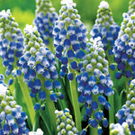 Muscari Touch of Snow Blue White Bulbs image1