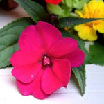 Close up of magenta impatiens new guinea flower against green foliage.