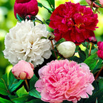 A vibrant bouquet of peony flowers in pink and white, surrounded by lush green leaves.