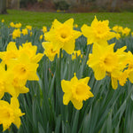 Narcissus Dutch Master Daffodil Bulbs image1
