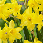 Narcissus Yellow Sailboat Daffodil Bulbs image1
