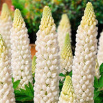 Lupin Perennials 'White' image1