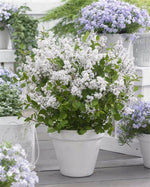White Syringa Flowerfesta - Dwarf Korean Scented Lilac Tree image2