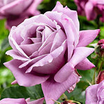 Scented Rose in 2L Tall Rose Pot - (Waltz Time) image1