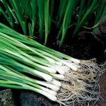 Salad Onion Vegetable Plants image1