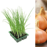 Onion Plant Pack Senshyu Yellow